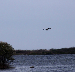 [Osprey flying over water with a fish in its grip.]